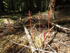 18 coral roots young and fir best (Down the Bella Coola Hill)
