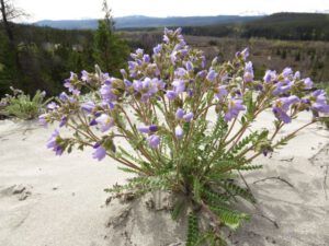 19 jacobs ladder 2 (Spring in Bottom Gear.)