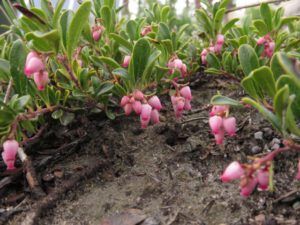 19a kinnikinnick (Spring in Bottom Gear.)