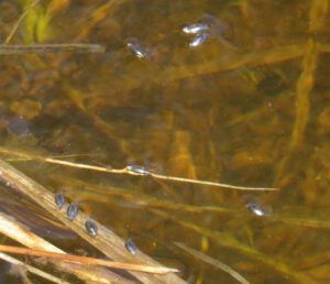 1a crazy beetles (Spring Update)