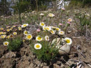 1b pink fleabanes best (Spring Update)