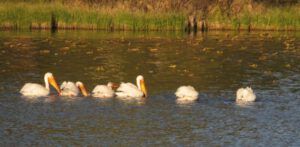 2 pelicans (Precipice Cattle Drive 2016)