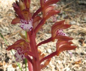 20 corralroot close 2 (Down the Bella Coola Hill)