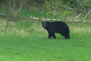 21 bear (Precipice Cattle Drive 2016)