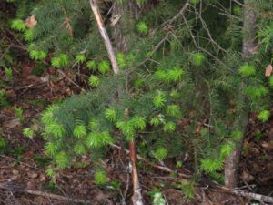 22 fir shoots (Down the Bella Coola Hill)