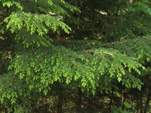 23 hemlock new shoots (Down the Bella Coola Hill)