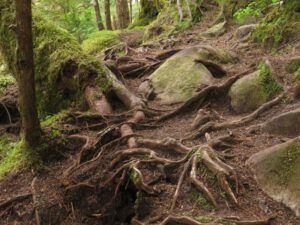 24 pets trail (Down the Bella Coola Hill)