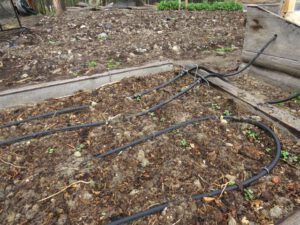 5 garden sprouting (Spring Update)