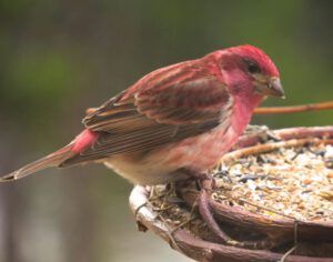 5 purple finch (Spring in Bottom Gear.)