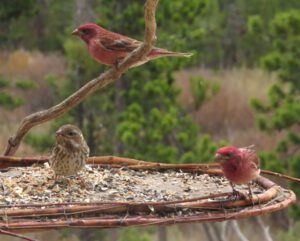 6 Mr and Mrs finch (Spring in Bottom Gear.)