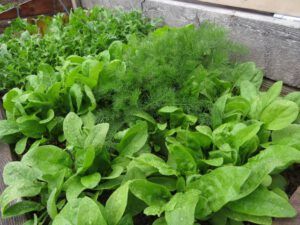 6 salad (Spring Update)