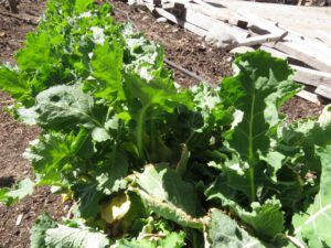 7 kale (Spring Update)