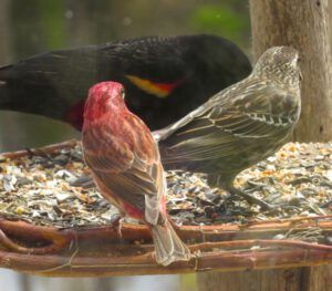 7 purple finch w bb (Spring in Bottom Gear.)