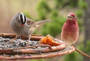 7a finch anDSPARROW (Spring in Bottom Gear.)