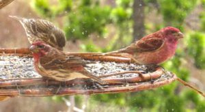 8 housefinch 1 (Spring in Bottom Gear.)