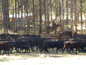 8 rounding up cows (Precipice Cattle Drive 2016)