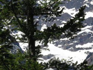 8b young fir and mt (Down the Bella Coola Hill)