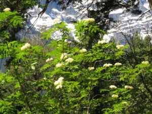 8c Mt Ash (Down the Bella Coola Hill)