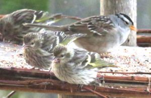 pine siskin and sparrow 2 (Spring Green)