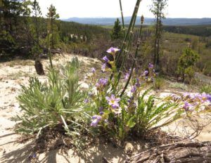 z 3 flowers (Spring Green)