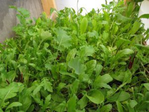 z greenhouse (Spring Green)