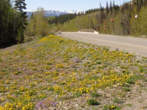 z mega dandelions (Spring Green)