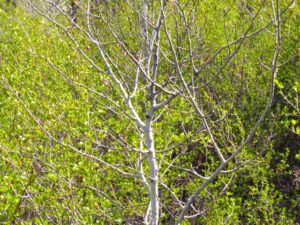 z spring morning 2 (Spring Green)