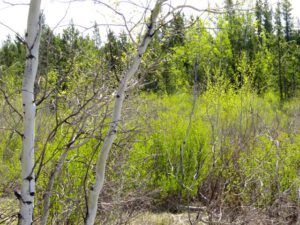 z spring morning 3 (Spring Green)