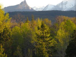 z sunset light (Spring Green)