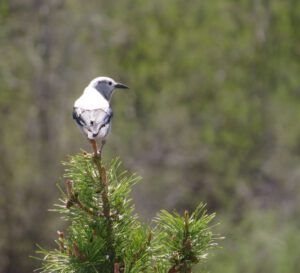 zz clarke’s nutcracker (Spring Green)