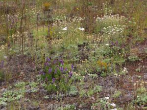 1 flower mix 1 (June Flowers and the Rain)