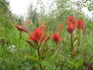 10 paintbrush best (June Flowers and the Rain)