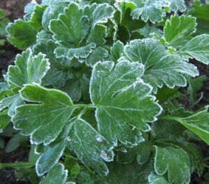 11 frosty parsely (November in June)