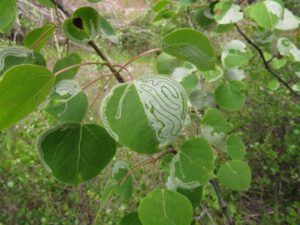 11 leaf miners (June Flowers and the Rain)