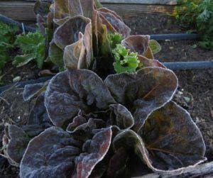 12 frosty lettuce (November in June)
