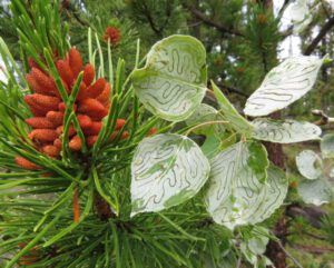 12 pine flowers (June Flowers and the Rain)
