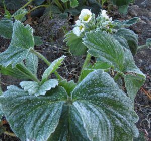 13 frosty strawberries (November in June)