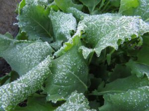 14 frost kale 1 (November in June)