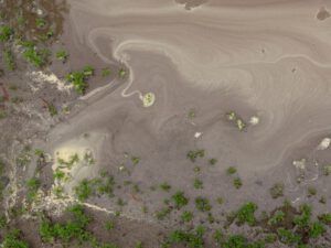 15 pollen on puddle 3 (June Flowers and the Rain)