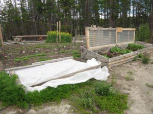 15 struggling garden (November in June)