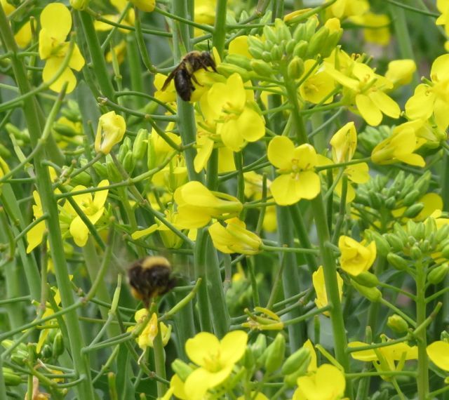 16 bees kale flowers Wilderness Dweller
