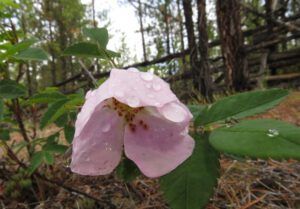 16 rose (June Flowers and the Rain)