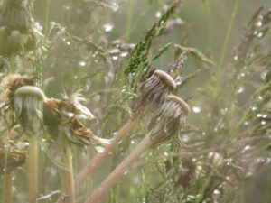 18 dandelion heads (June Flowers and the Rain)