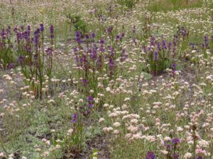 2 flower mix 2 (June Flowers and the Rain)