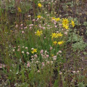 2a agoseris (June Flowers and the Rain)