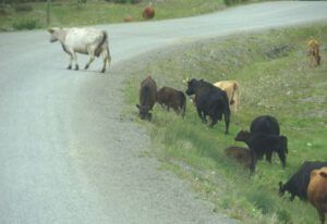 3 cows (November in June)