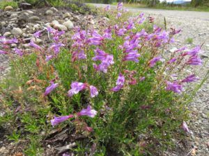 3a richardson’s penstemon (June Flowers and the Rain)
