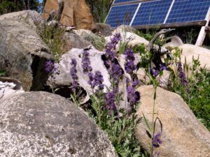 4 silky phacelia (June Flowers and the Rain)