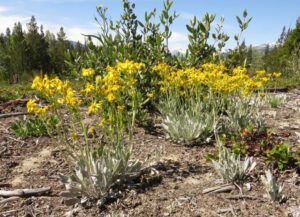 5 silvery butterweed (June Flowers and the Rain)