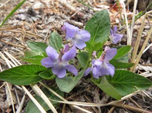 7 violets (June Flowers and the Rain)